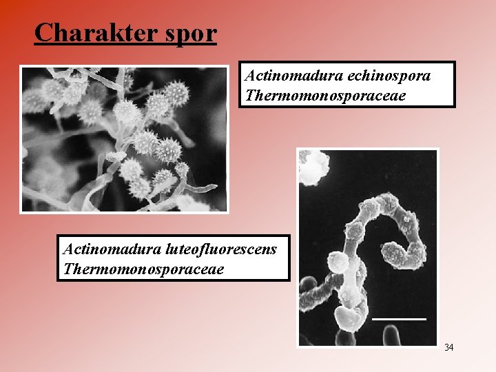 Charakter spor Actinomadura echinospora Thermomonosporaceae Actinomadura luteofluorescens Thermomonosporaceae 34 