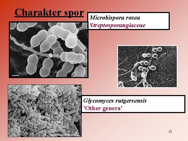 Charakter spor Microbispora rosea Streptosporangiaceae Glycomyces rutgersensis 'Other genera' 35 