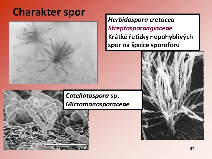 Charakter spor Herbidospora cretacea Streptosporangiaceae Krátké řetízky nepohyblivých spor na špičce sporoforu Catellatospora sp.