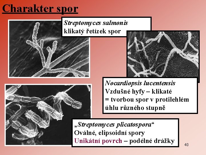 Charakter spor Streptomyces salmonis klikatý řetízek spor Nocardiopsis lucentensis Vzdušné hyfy – klikaté =