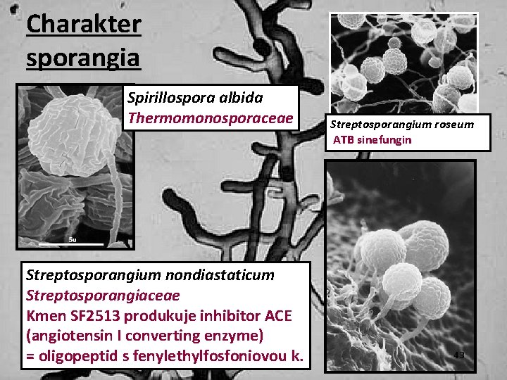 Charakter sporangia Spirillospora albida Thermomonosporaceae Streptosporangium nondiastaticum Streptosporangiaceae Kmen SF 2513 produkuje inhibitor ACE