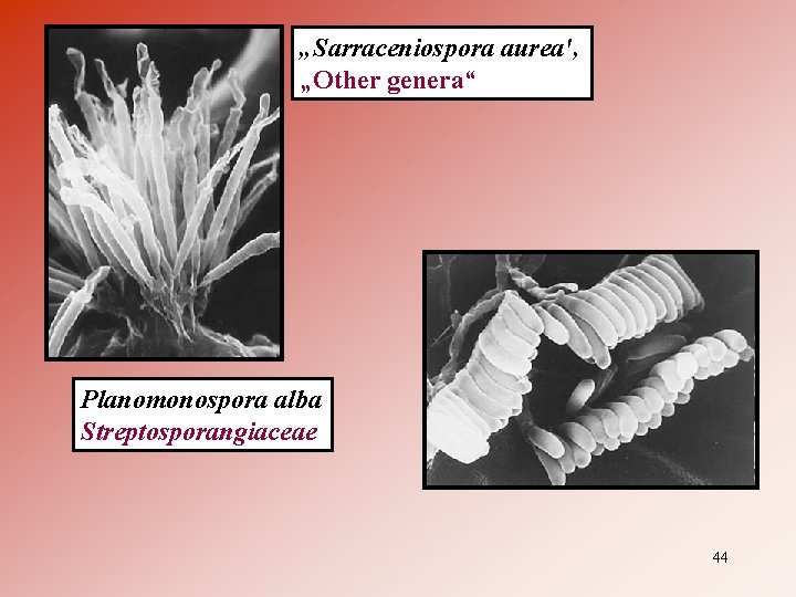 „Sarraceniospora aurea'‚ „Other genera“ Planomonospora alba Streptosporangiaceae 44 