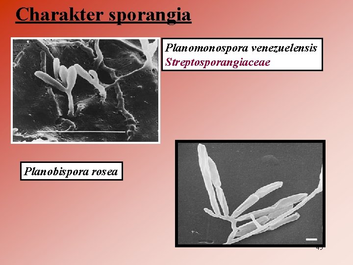 Charakter sporangia Planomonospora venezuelensis Streptosporangiaceae Planobispora rosea 45 