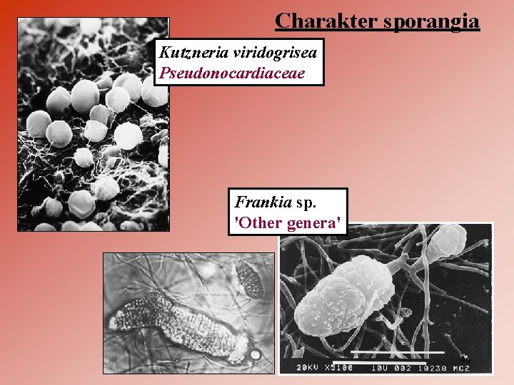 Charakter sporangia Kutzneria viridogrisea Pseudonocardiaceae Frankia sp. 'Other genera' 46 