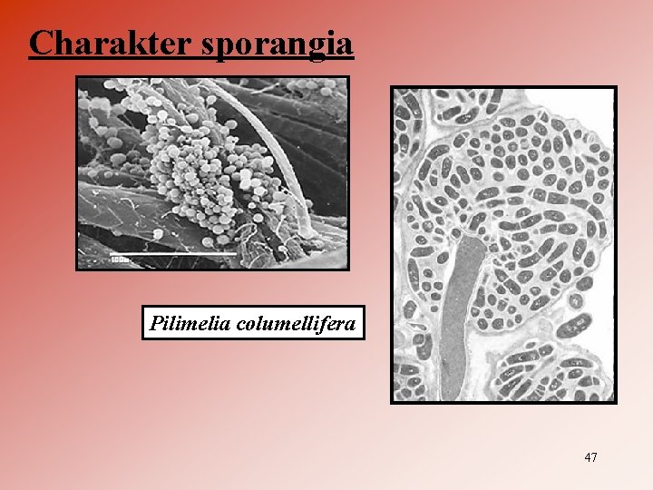 Charakter sporangia Pilimelia columellifera 47 