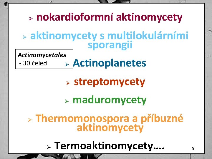 Ø Ø nokardioformní aktinomycety s multilokulárními sporangii Actinomycetales - 30 čeledí Ø Actinoplanetes Ø