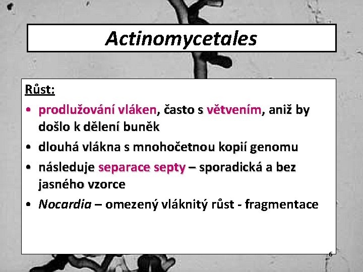 Actinomycetales Růst: • prodlužování vláken, často s větvením, aniž by došlo k dělení buněk
