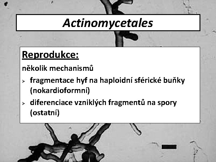 Actinomycetales Reprodukce: několik mechanismů Ø fragmentace hyf na haploidní sférické buňky (nokardioformní) Ø diferenciace