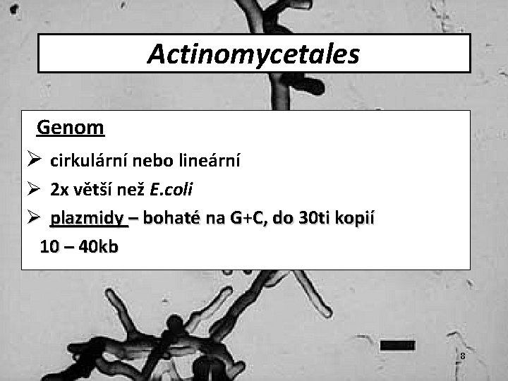 Actinomycetales Genom Ø cirkulární nebo lineární Ø 2 x větší než E. coli Ø