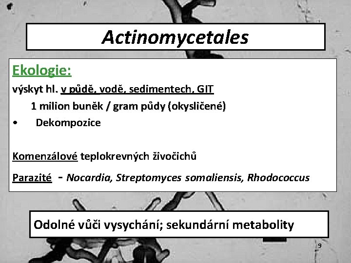 Actinomycetales Ekologie: výskyt hl. v půdě, vodě, sedimentech, GIT 1 milion buněk / gram