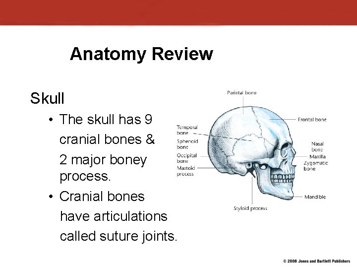 Anatomy Review Skull • The skull has 9 cranial bones & 2 major boney