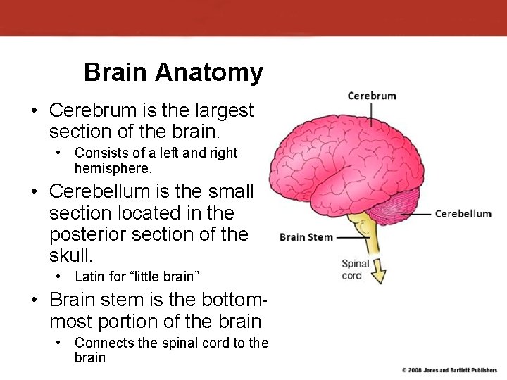 Brain Anatomy • Cerebrum is the largest section of the brain. • Consists of