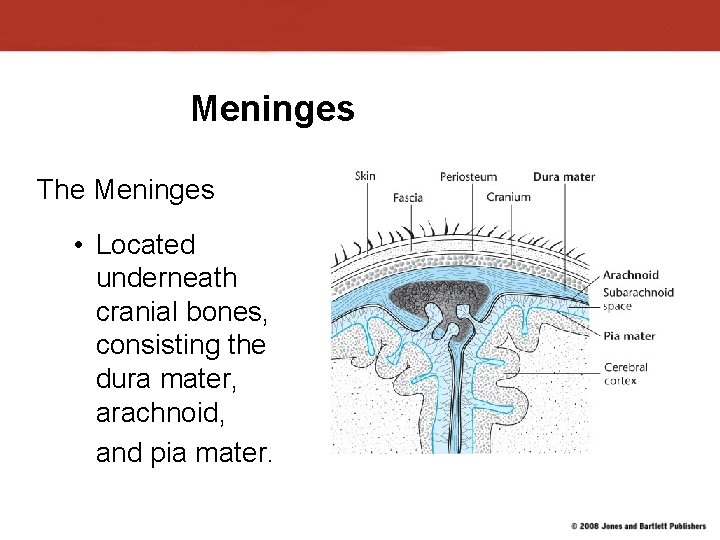 Meninges The Meninges • Located underneath cranial bones, consisting the dura mater, arachnoid, and