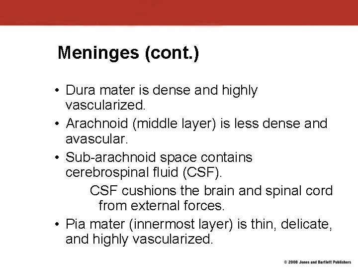 Meninges (cont. ) • Dura mater is dense and highly vascularized. • Arachnoid (middle