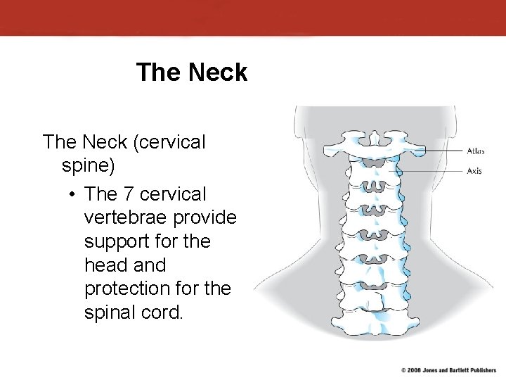 The Neck (cervical spine) • The 7 cervical vertebrae provide support for the head