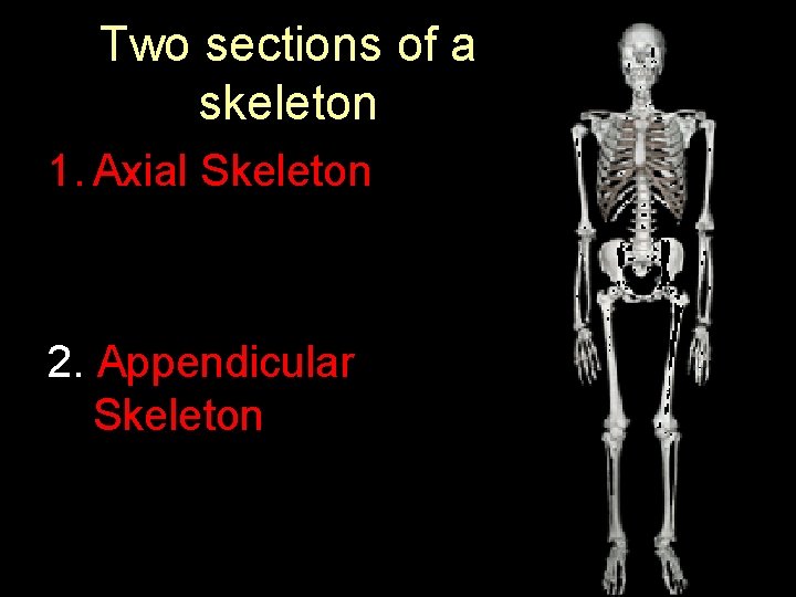 The Skeletal System How Many Bones Are In