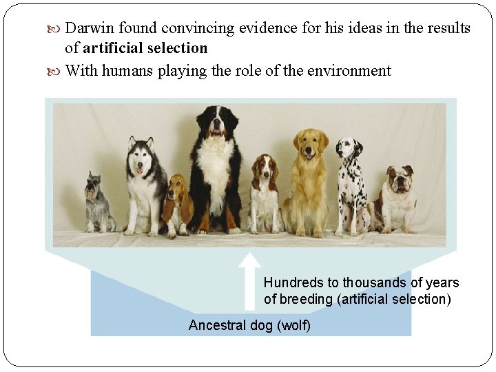 Darwin found convincing evidence for his ideas in the results of artificial selection Darwin found convincing evidence for his ideas in the results of artificial selection