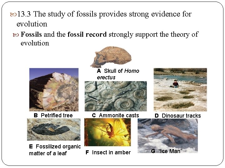 13. 3 The study of fossils provides strong evidence for evolution Fossils and 13. 3 The study of fossils provides strong evidence for evolution Fossils and