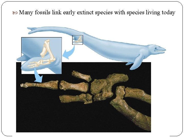 Many fossils link early extinct species with species living today Many fossils link early extinct species with species living today