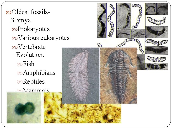 Oldest fossils- 3. 5 mya Prokaryotes Various eukaryotes Vertebrate Evolution: Fish Amphibians Reptiles Oldest fossils- 3. 5 mya Prokaryotes Various eukaryotes Vertebrate Evolution: Fish Amphibians Reptiles