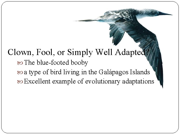 Clown, Fool, or Simply Well Adapted? The blue-footed booby a type of bird living Clown, Fool, or Simply Well Adapted? The blue-footed booby a type of bird living