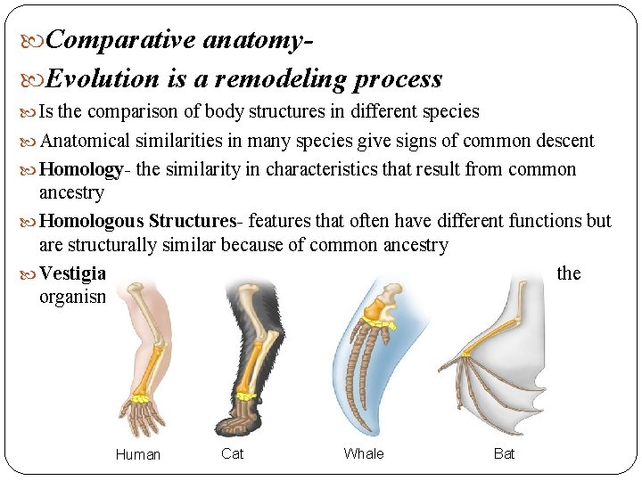 Comparative anatomy Evolution is a remodeling process Is the comparison of body structures Comparative anatomy Evolution is a remodeling process Is the comparison of body structures