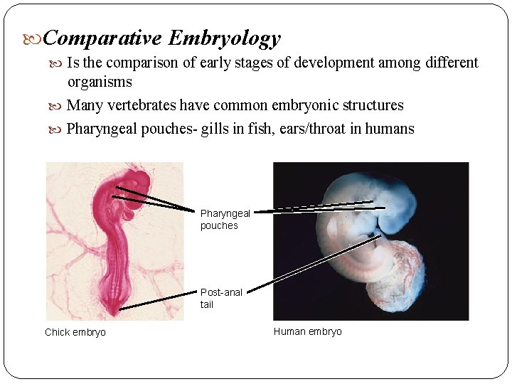 Comparative Embryology Is the comparison of early stages of development among different organisms Comparative Embryology Is the comparison of early stages of development among different organisms