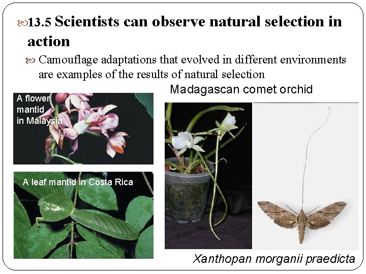 13. 5 Scientists can observe natural selection in action Camouflage adaptations that evolved 13. 5 Scientists can observe natural selection in action Camouflage adaptations that evolved