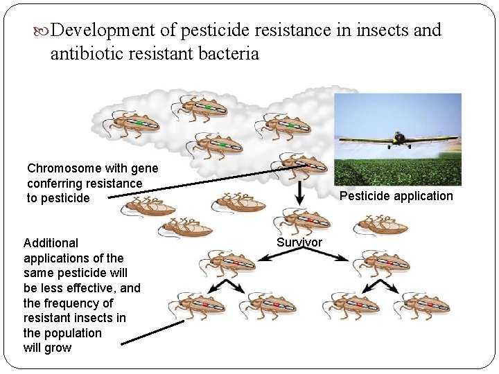 Development of pesticide resistance in insects and antibiotic resistant bacteria Chromosome with gene Development of pesticide resistance in insects and antibiotic resistant bacteria Chromosome with gene