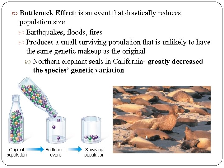 Bottleneck Effect: is an event that drastically reduces population size Earthquakes, floods, fires Bottleneck Effect: is an event that drastically reduces population size Earthquakes, floods, fires