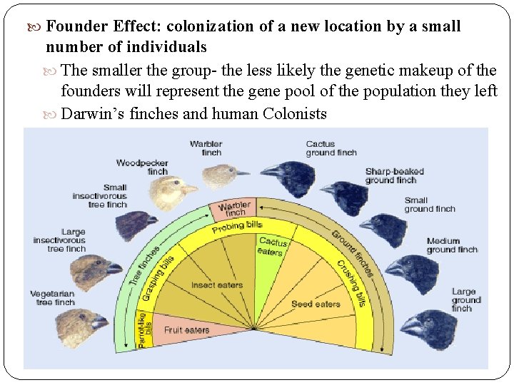 Founder Effect: colonization of a new location by a small number of individuals Founder Effect: colonization of a new location by a small number of individuals
