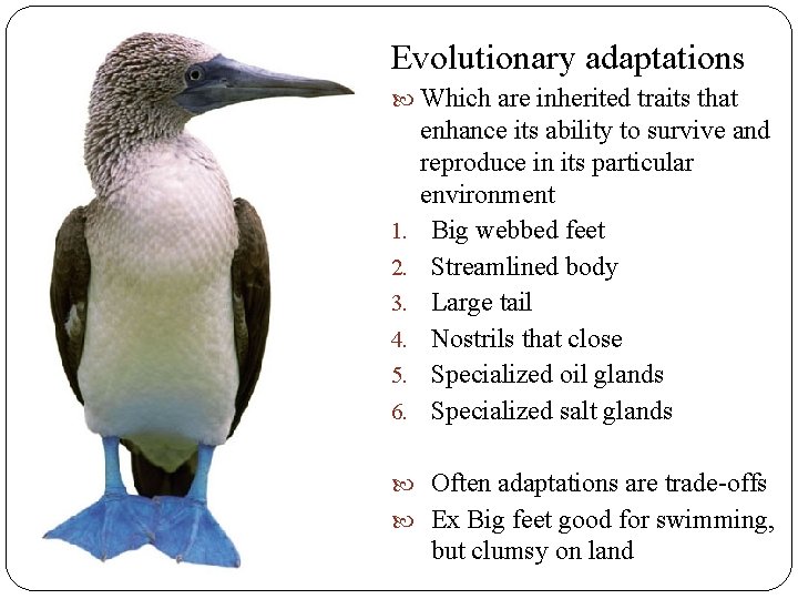 Evolutionary adaptations Which are inherited traits that 1. 2. 3. 4. 5. 6. enhance Evolutionary adaptations Which are inherited traits that 1. 2. 3. 4. 5. 6. enhance