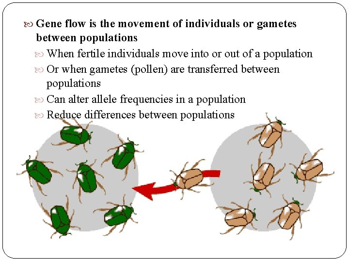 Gene flow is the movement of individuals or gametes between populations When fertile Gene flow is the movement of individuals or gametes between populations When fertile
