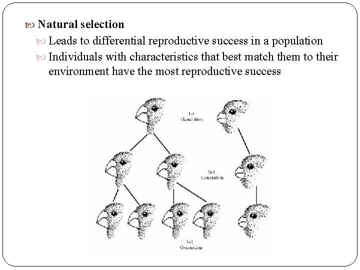Natural selection Leads to differential reproductive success in a population Individuals with characteristics Natural selection Leads to differential reproductive success in a population Individuals with characteristics