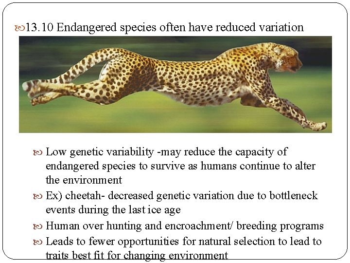 13. 10 Endangered species often have reduced variation Low genetic variability -may reduce 13. 10 Endangered species often have reduced variation Low genetic variability -may reduce
