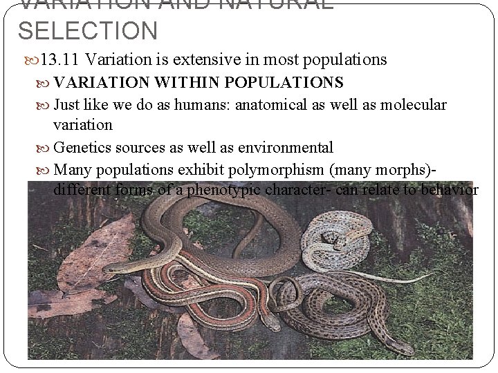 VARIATION AND NATURAL SELECTION 13. 11 Variation is extensive in most populations VARIATION WITHIN VARIATION AND NATURAL SELECTION 13. 11 Variation is extensive in most populations VARIATION WITHIN
