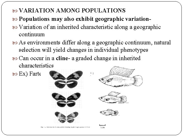 VARIATION AMONG POPULATIONS Populations may also exhibit geographic variation Variation of an inherited VARIATION AMONG POPULATIONS Populations may also exhibit geographic variation Variation of an inherited