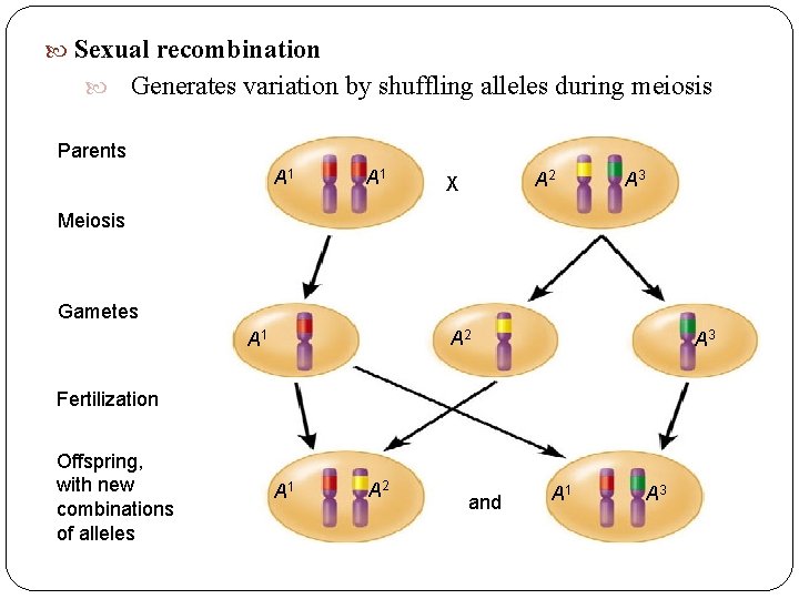 Sexual recombination Generates variation by shuffling alleles during meiosis Parents A 1 A Sexual recombination Generates variation by shuffling alleles during meiosis Parents A 1 A