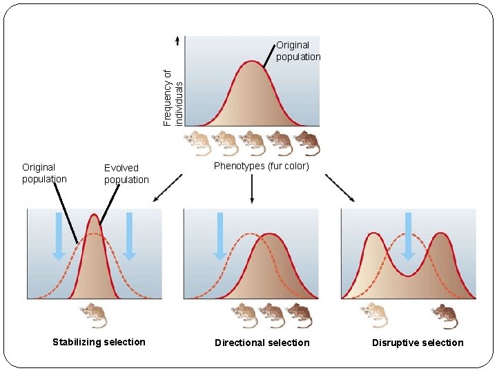 Frequency of individuals Original population Evolved population Stabilizing selection Phenotypes (fur color) Directional selection Frequency of individuals Original population Evolved population Stabilizing selection Phenotypes (fur color) Directional selection