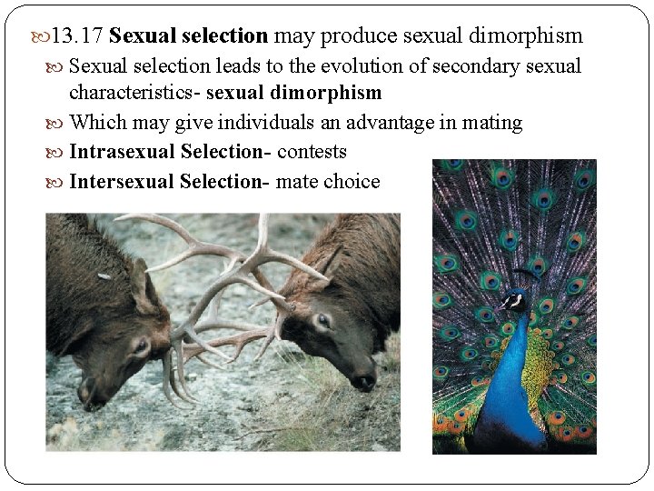13. 17 Sexual selection may produce sexual dimorphism Sexual selection leads to the 13. 17 Sexual selection may produce sexual dimorphism Sexual selection leads to the