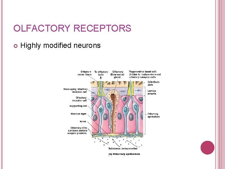 OLFACTORY RECEPTORS Highly modified neurons Figure 17– 1 b 