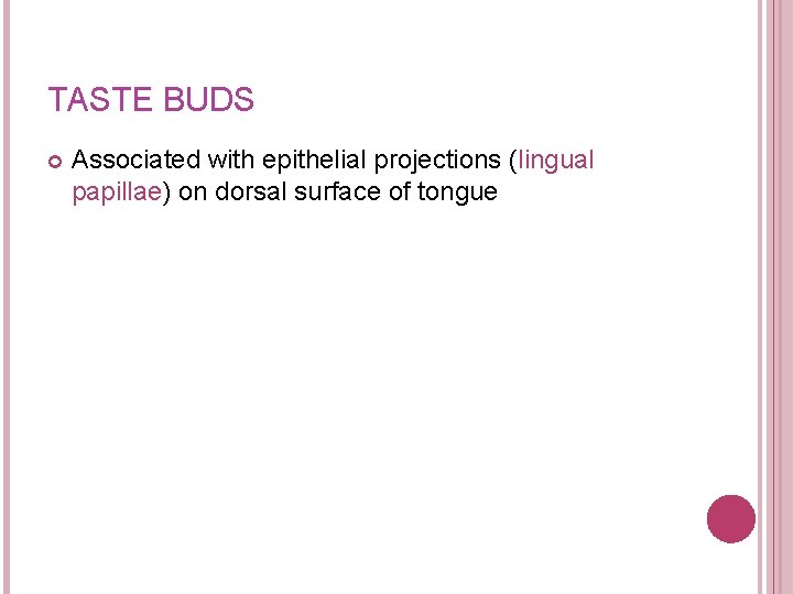 TASTE BUDS Associated with epithelial projections (lingual papillae) on dorsal surface of tongue 