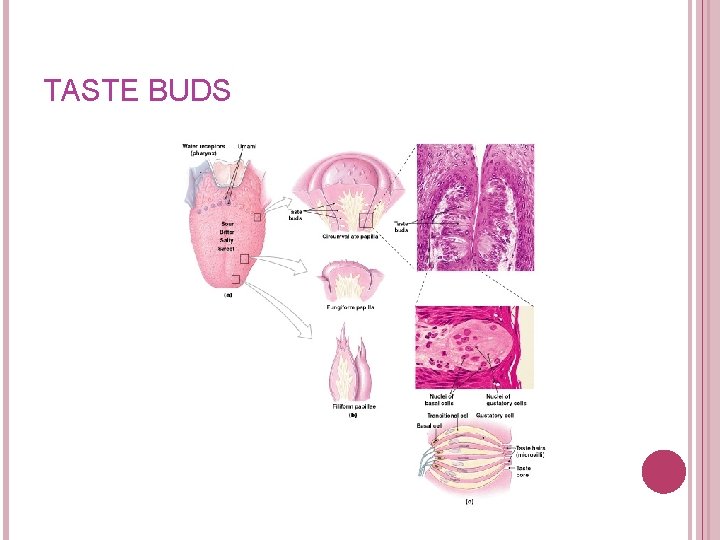 TASTE BUDS Figure 17– 2 