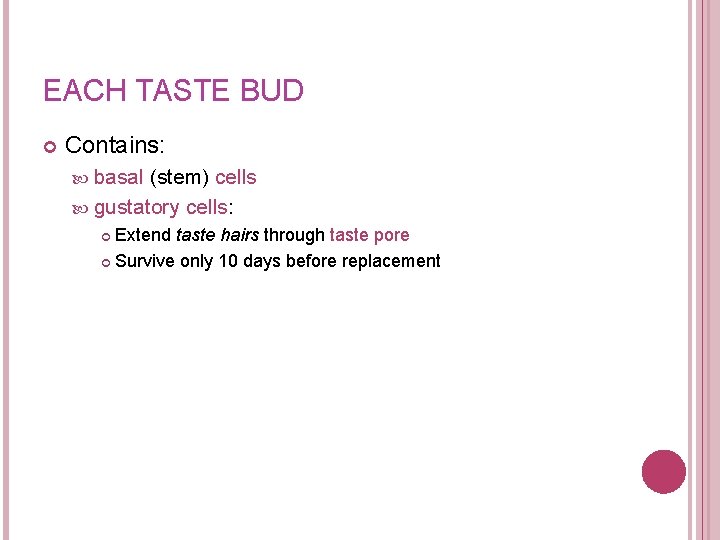 EACH TASTE BUD Contains: basal (stem) cells gustatory cells: Extend taste hairs through taste