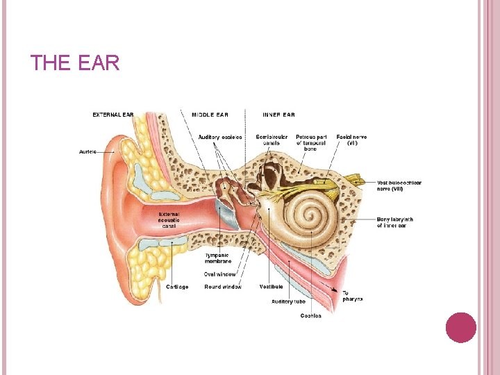 THE EAR Figure 17– 20 