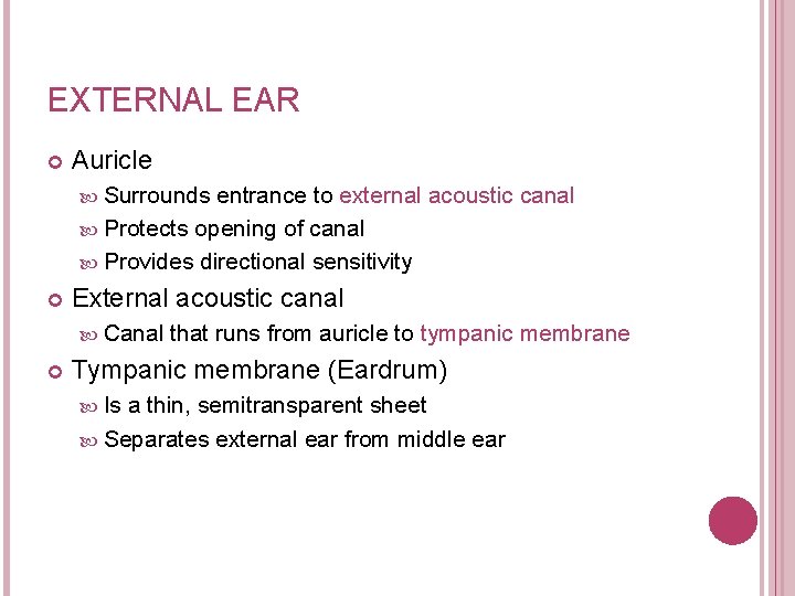 EXTERNAL EAR Auricle Surrounds entrance to external acoustic canal Protects opening of canal Provides