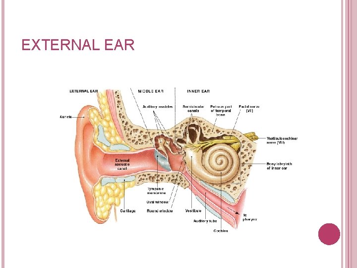 EXTERNAL EAR Figure 17– 20 
