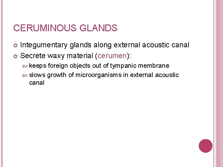 CERUMINOUS GLANDS Integumentary glands along external acoustic canal Secrete waxy material (cerumen): keeps foreign