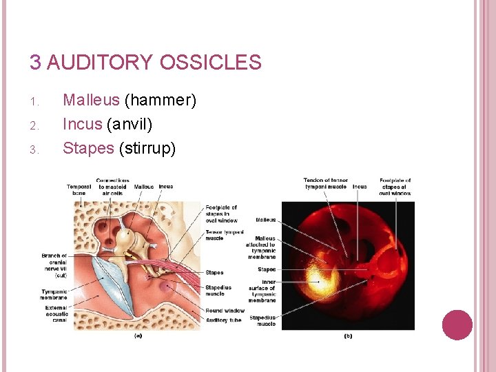 3 AUDITORY OSSICLES 1. 2. 3. Malleus (hammer) Incus (anvil) Stapes (stirrup) 