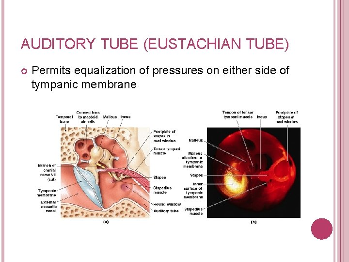 AUDITORY TUBE (EUSTACHIAN TUBE) Permits equalization of pressures on either side of tympanic membrane